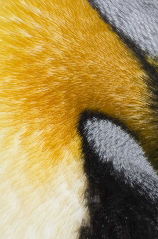 Antarctica, St Andrews Bay King penguin